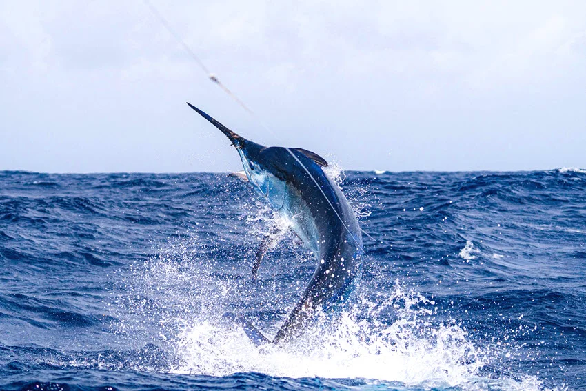 Giant Black Marlin jumping out of the water, its powerful body arcing above the surface with splashes all around during an intense big game fishing moment.