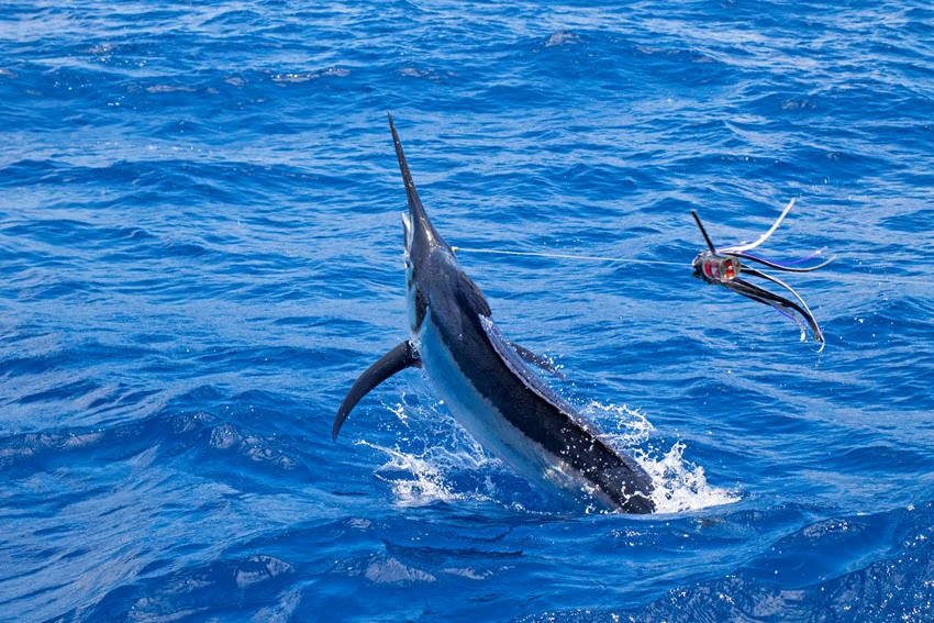 Marlin leaping out of the water while chasing a lure, showcasing its powerful body and long bill as droplets splash around in the open ocean.