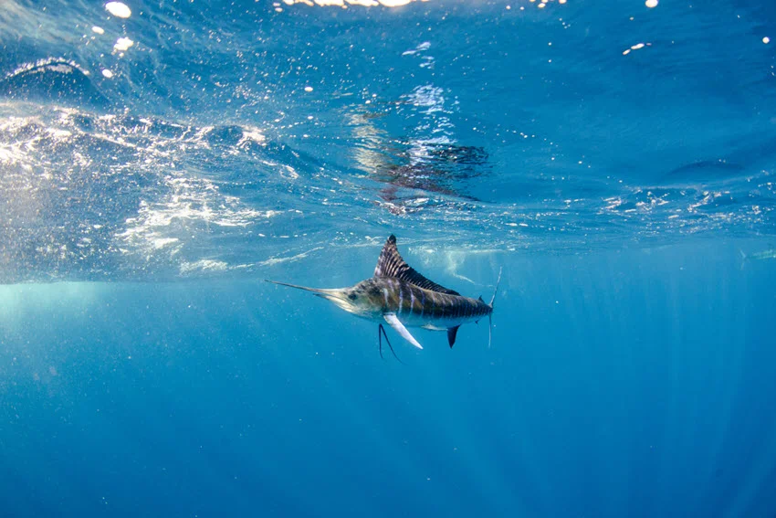 Underwater view of Striped Marlin swimming near the surface off the coast, displaying its vivid blue stripes and long bill in clear ocean water.