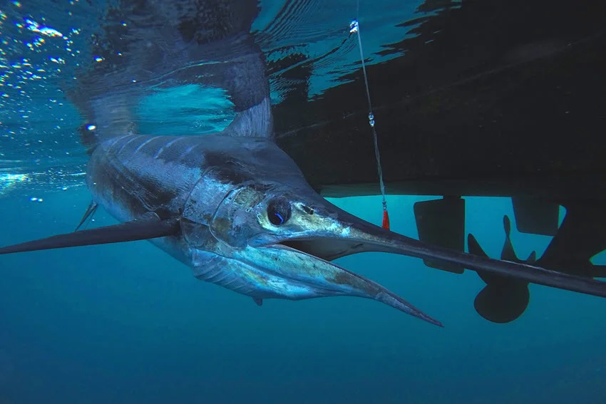 Underwater view of a Striped Marlin hooked on a lure just below the surface near a floating object, showing its distinctive stripes and long bill in clear blue water.