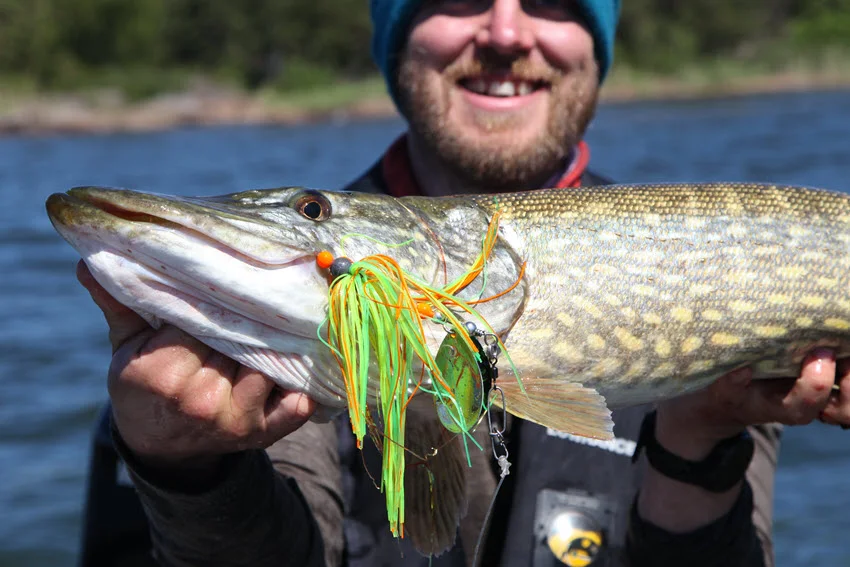 Happy angler posing with a Northern Pike caught on a bright spinnerbait during a careful release.