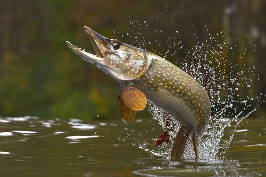 Northern Pike exploding out of the water during an aggressive strike on a fishing lure.