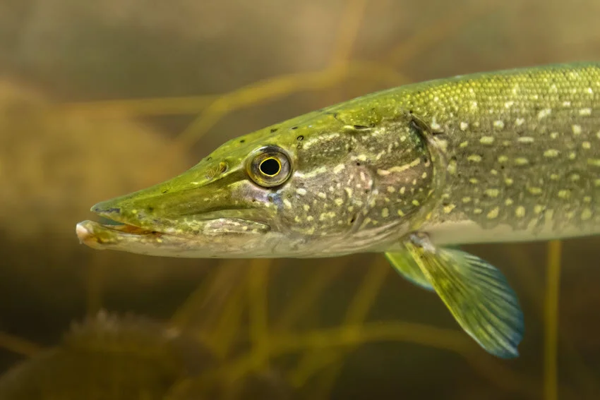 Close underwater view of a Northern Pike holding still in weedy freshwater habitat before an ambush.
