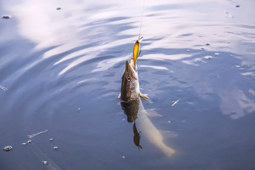 Northern Pike hooked near the surface on a jerkbait during a close-range retrieve.