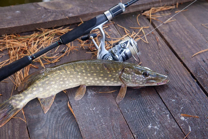 Northern Pike laid beside a spinning rod and reel as part of a freshwater lure fishing setup.