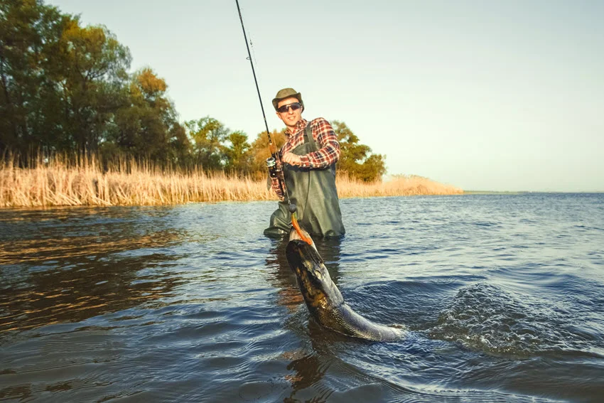 Angler landing a Northern Pike in shallow water near reeds during a freshwater fishing trip.