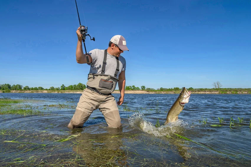 Angler fighting a Northern Pike in shallow water after a hard strike on an artificial lure.
