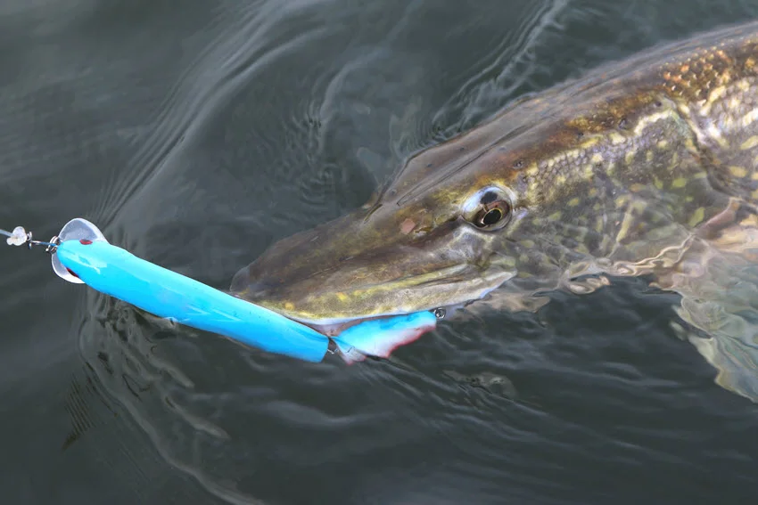 Close view of a Northern Pike caught on a bright spinnerbait and held partly in the water during a careful release.