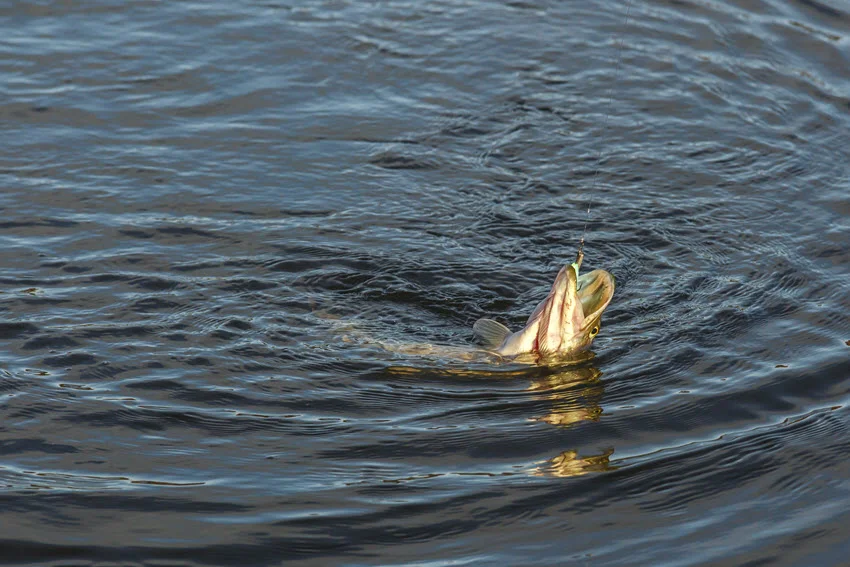 Action shot of a Northern Pike breaking the surface while hooked on a spoon lure during a freshwater retrieve.