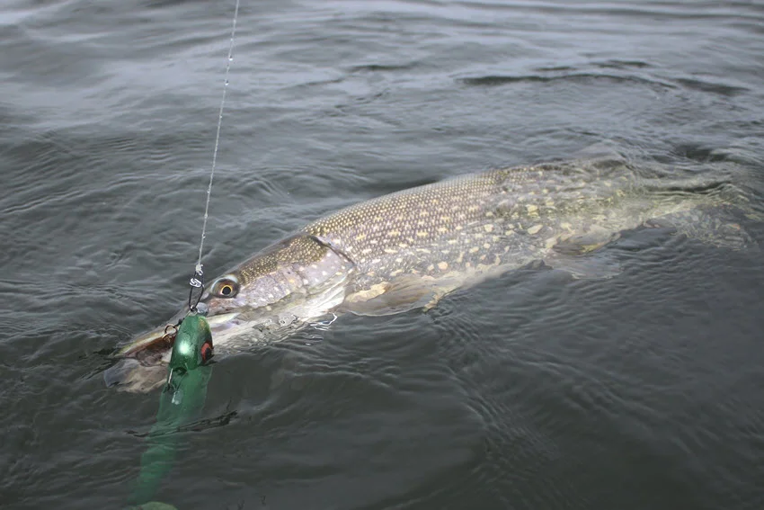 Northern Pike hooked on a topwater lure near the surface during an active retrieve.