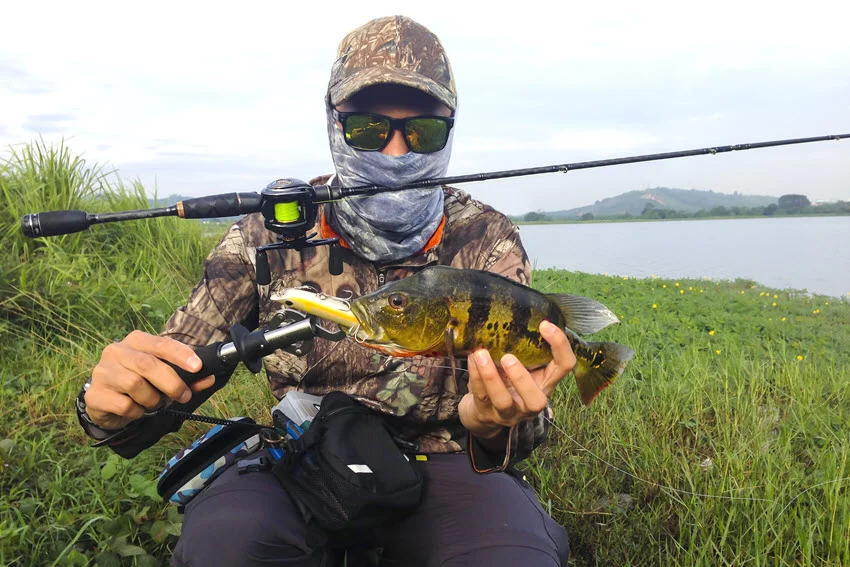 Angler holding a Peacock Bass caught on a hard bait lure near a grassy freshwater bank, showing a common lure fishing setup for aggressive strikes.