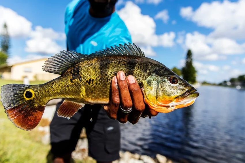 Angler holding a freshly caught Peacock Bass near the water, showing the bright colors and strong build that make this species a favorite freshwater target.