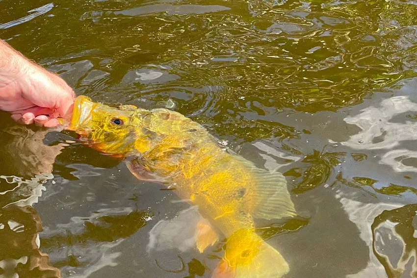 Angler handling a Peacock Bass at the water surface during release, showing careful catch and release practice after a freshwater lure fishing catch.