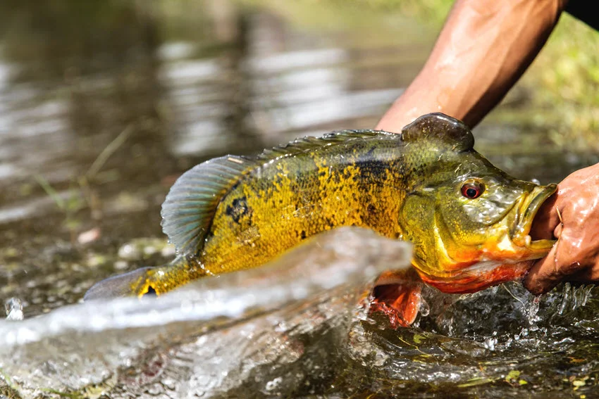 Peacock Bass being released in shallow freshwater, showing safe handling at the water surface after a successful lure fishing catch.