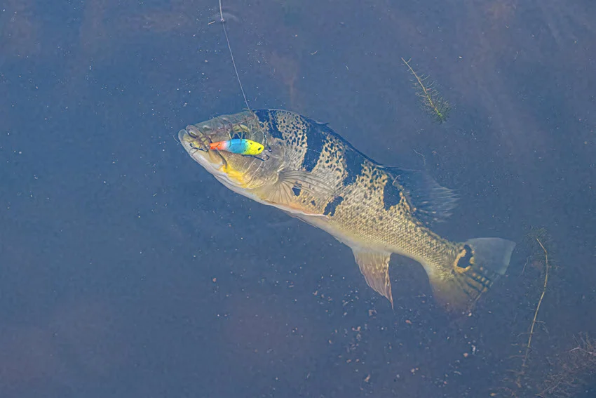Peacock Bass hooked on a colorful lure in clear freshwater, showing how bright hard baits can trigger strikes from this aggressive species.