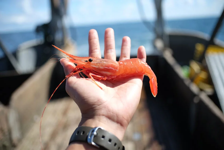 A person holding a delicious, market-ready jumbo shrimp in their hand, showcasing its size and freshness, ready for cooking or sale.