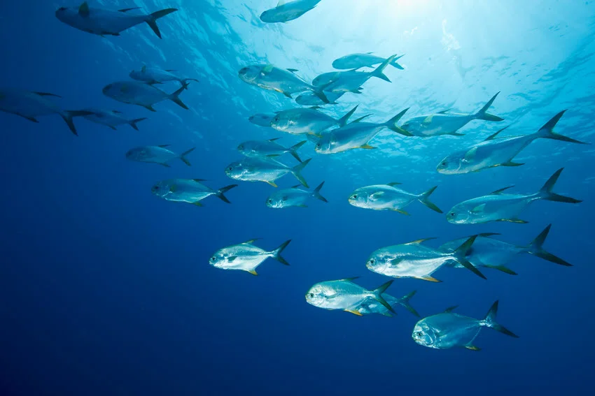 A group of Pompano swimming together in a clear blue aquatic environment, their silver bodies reflecting the light as they move gracefully.