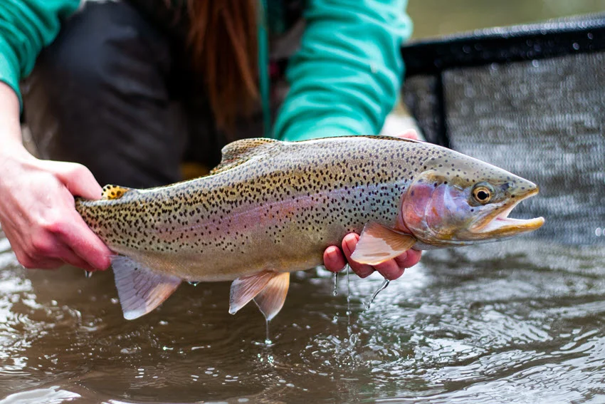 The Best Rainbow Trout Bait:  How and When to Use.