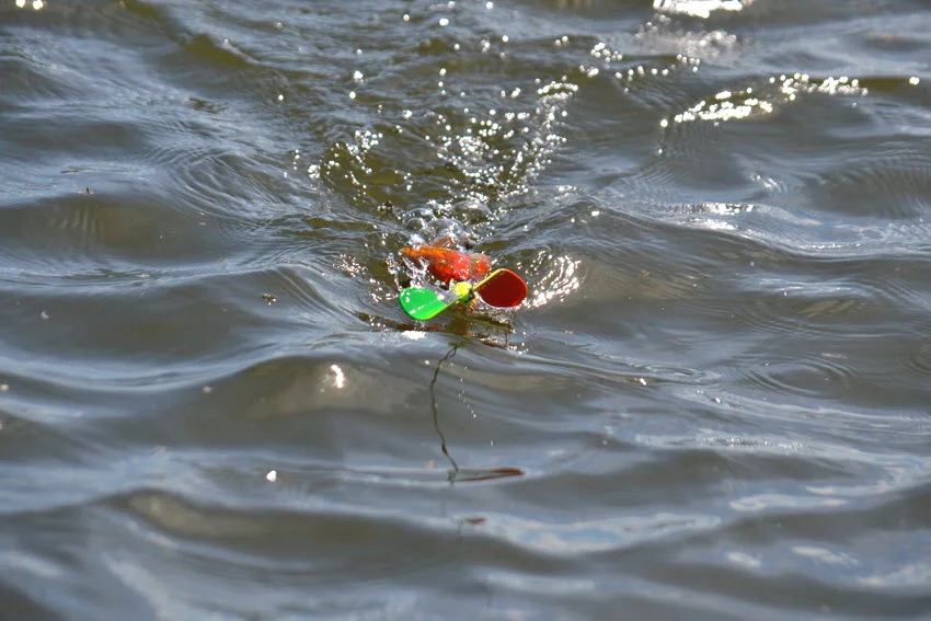 Popping cork rig splashing across choppy surface water, a popular Redfish setup for drawing attention in stained water and shallow bays.