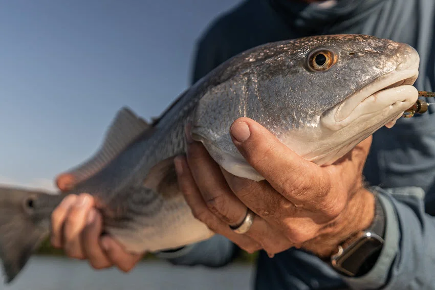 Freshly caught Redfish held by an angler with an artificial lure still visible, showing a successful inshore lure fishing presentation.
