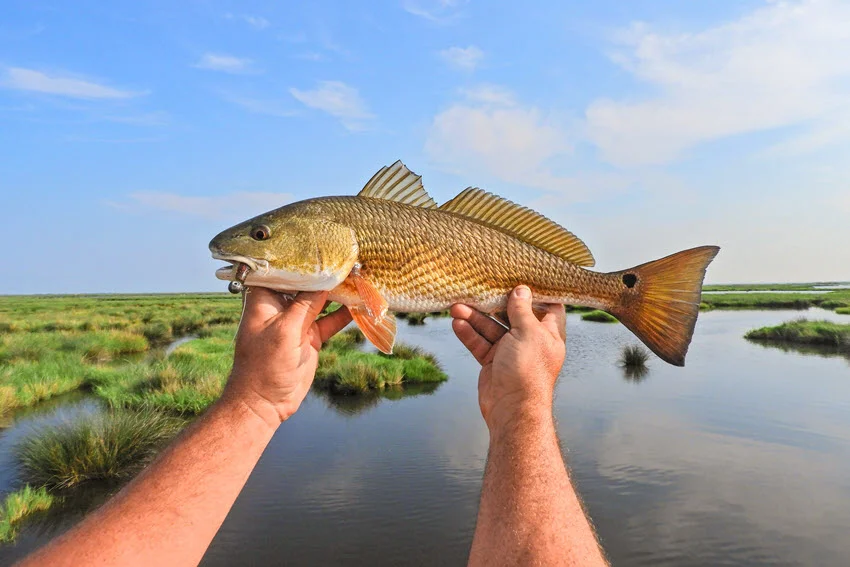 Redfish held over shallow marsh water with grassy flats in the background, showing a classic inshore catch from coastal Redfish habitat.