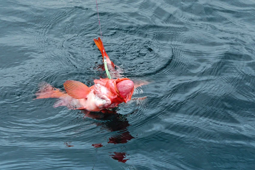 Redfish hooked on a jig near the surface, showing how a jig presentation can connect with fish in open water or deeper inshore zones.
