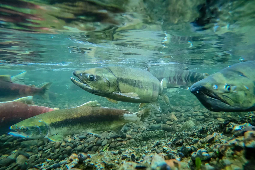 Salmon swimming over a gravel riverbed during a Pacific Northwest run, showing the freshwater habitat where anglers often target Salmon with lures and flies.
