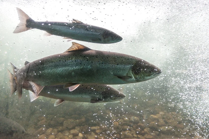 Salmon swimming underwater through river current, showing how these fish move through freshwater habitat during seasonal runs and feeding periods.