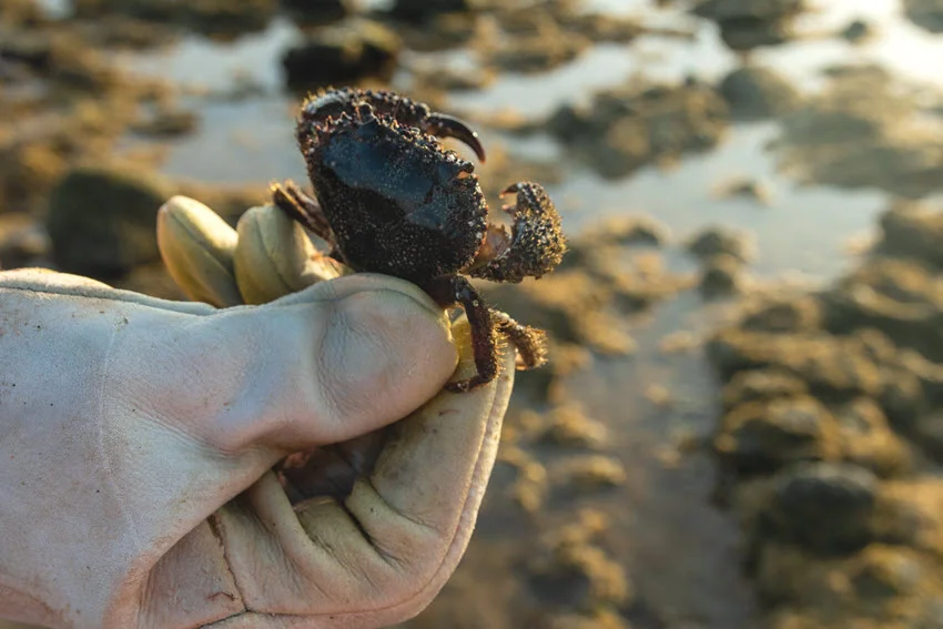 Close-up view of angler's hand in leather fishing gloves holding a small black crab bait.