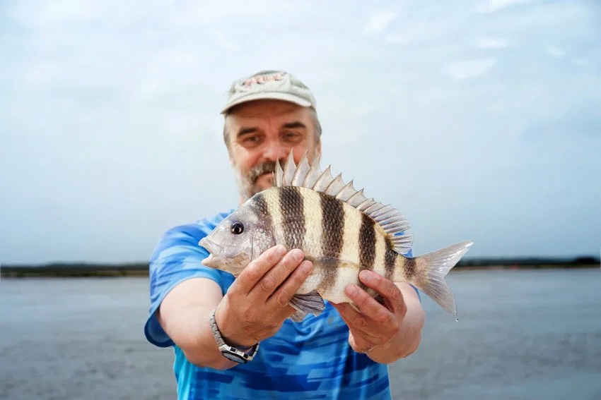 An angler wearing a baseball hat smiles while holding a freshly caught Sheepshead in front of calm bay waters.