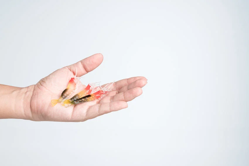 Artificial rubber shrimp or prawn lure bait for fishing in a palm against a white background.