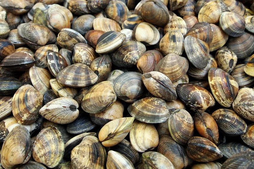 View of black and brown patterned clam shells piled high.