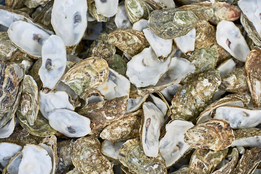 Top view of a brown and white oyster shell resting on a pile.