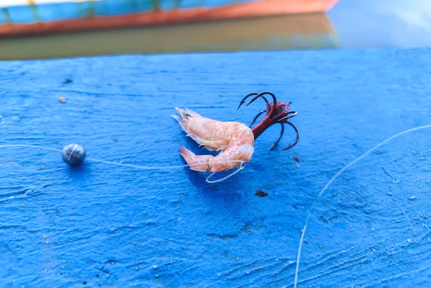 Frozen shrimp bait hooked on a circle hook with line, displayed on a vibrant blue surface.