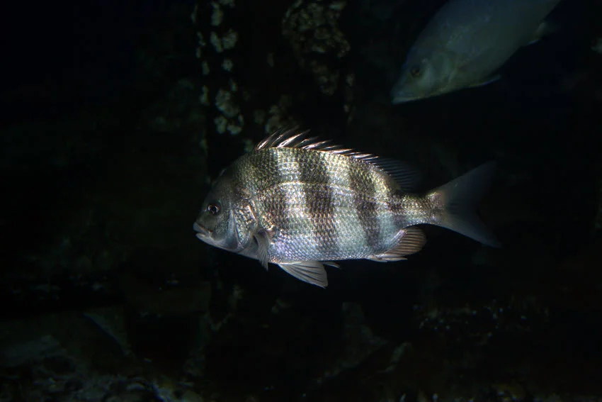 Side view of a medium Sheepshead swimming near submerged structures in deep, dark water.