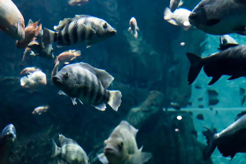 A large school of Sheepshead swimming closely together in clear, deep dark blue water.