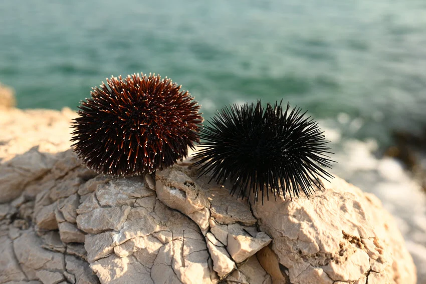 Close-up of two sea urchins resting on a rock with blurred water visible in the background.