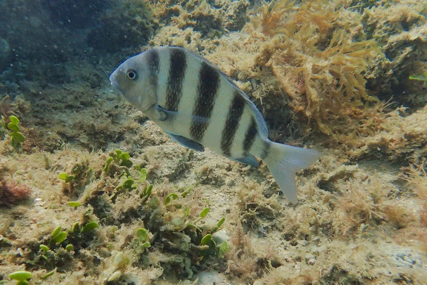 A lonely Sheepshead swims near the river's green-yellow underwater vegetation.