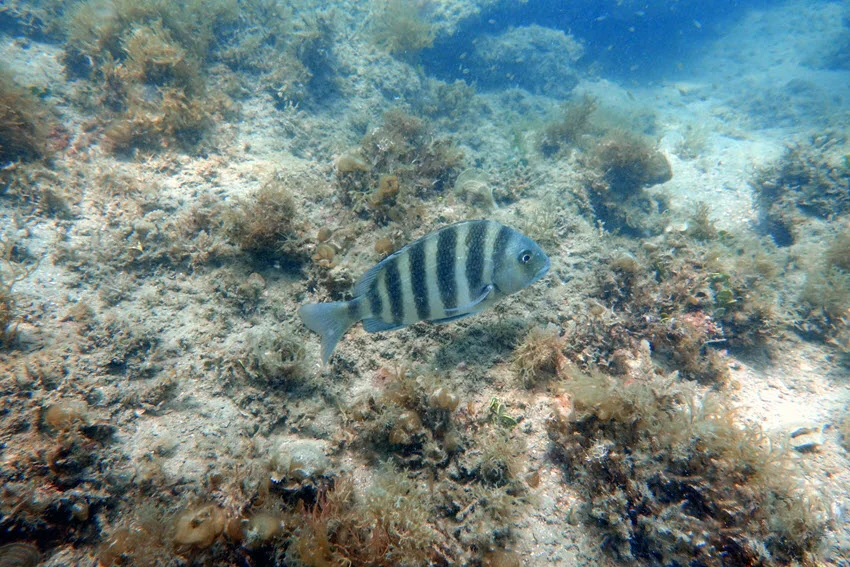 Small Sheepshead swims around the ocean reef, which is overgrown with plants.