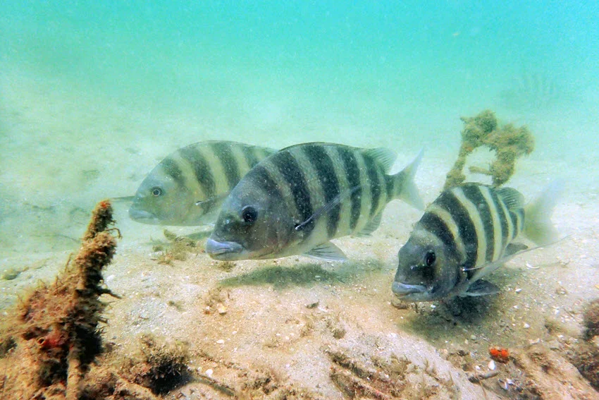 Underwater view of three small Sheepshead swimming near a sandy ocean floor.