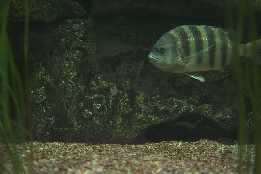 Juvenile Sheepshead swimming near gravel bottoms in dark underwater areas.