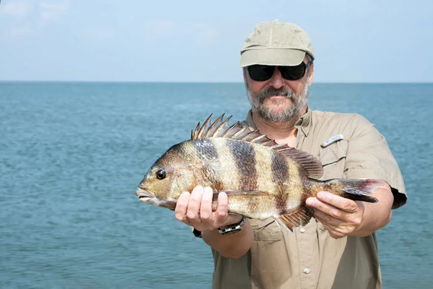 Angler holding a freshly caught Sheepshead with prominent vertical stripes and raised dorsal spines against a calm coastal backdrop.