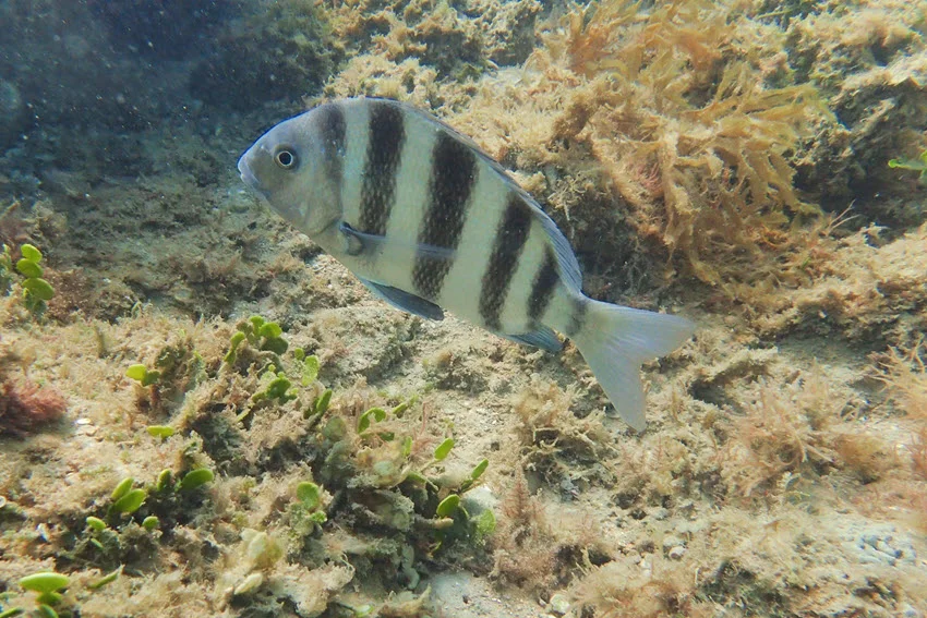 Underwater view of a Sheepshead swimming through rocky marine habitat covered with algae and other natural bottom growth.