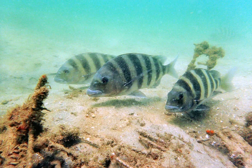 Underwater view of three Sheepshead swimming together over a sandy seafloor with scattered marine growth and submerged structure.