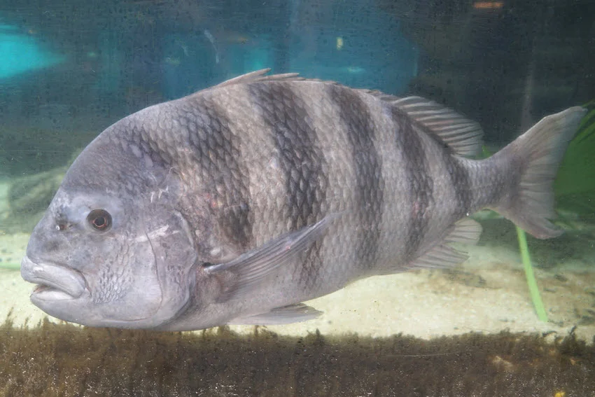 View of a large Sheepshead showing its deep body, dark vertical bands, and distinctive mouth near the sandy bottom.