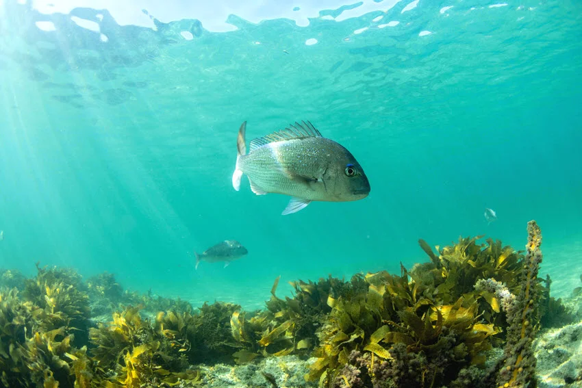 Close shot of a Snapper swimming through clear turquoise water above lush marine vegetation.