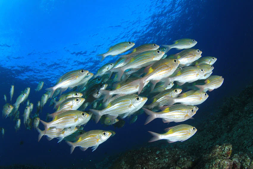 School of Snapper swimming together in blue ocean water above a coral reef.