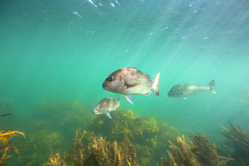Underwater view of Snapper gliding above an underwater kelp forest surrounded by soft sunlight.