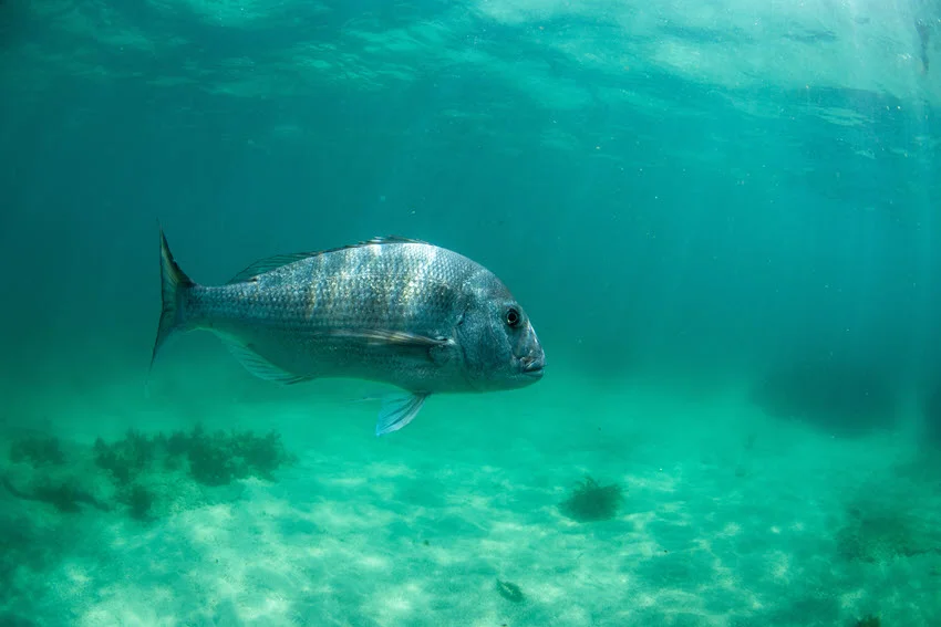 Best Snapper Lures: The Angler's Guide.