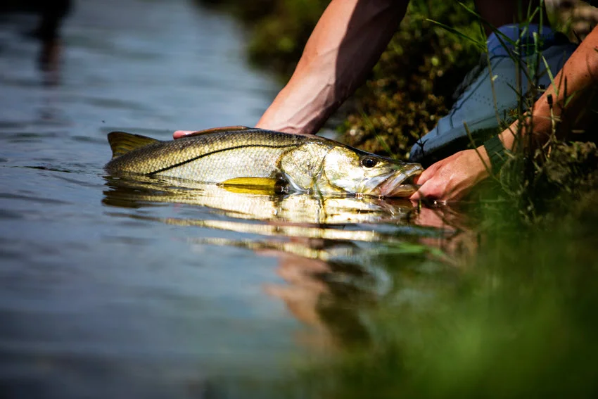 Close-up view of a freshwater Snook being gently released back into the water.